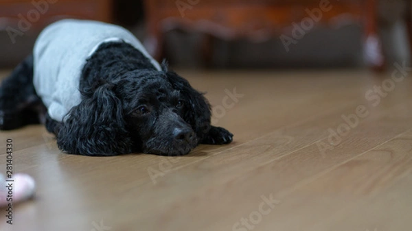 Obraz A dog lying on its stomach, a black poodle.
