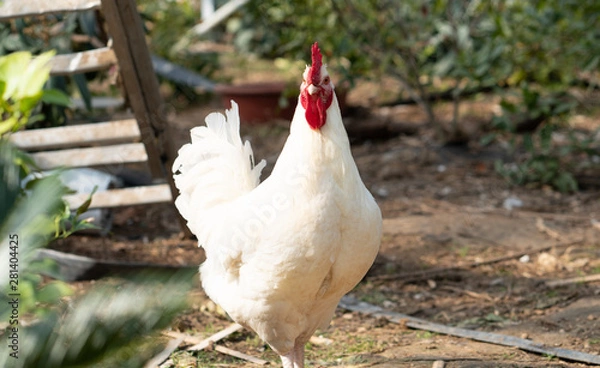 Obraz Native chicken grown on rural farms with eco-friendly farming methods