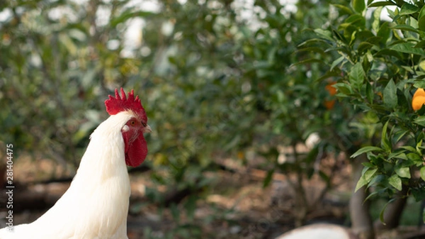 Obraz Native chicken grown on rural farms with eco-friendly farming methods