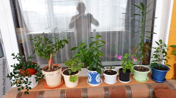 Obraz young plants in flower pots