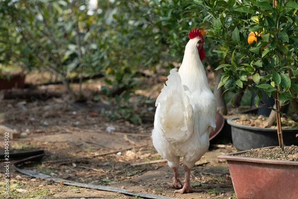 Obraz Native chicken grown on rural farms with eco-friendly farming methods