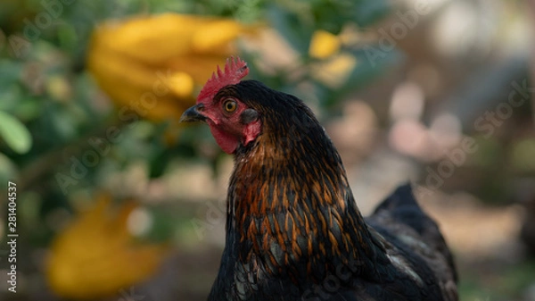 Obraz Native chicken grown on rural farms with eco-friendly farming methods