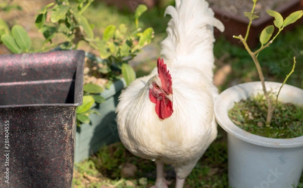 Obraz Native chicken grown on rural farms with eco-friendly farming methods
