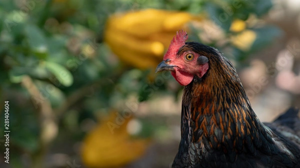 Obraz Native chicken grown on rural farms with eco-friendly farming methods