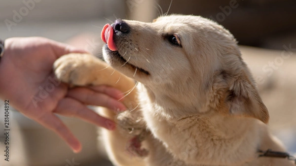 Obraz Jindo dog, a cute native dog in Korea
