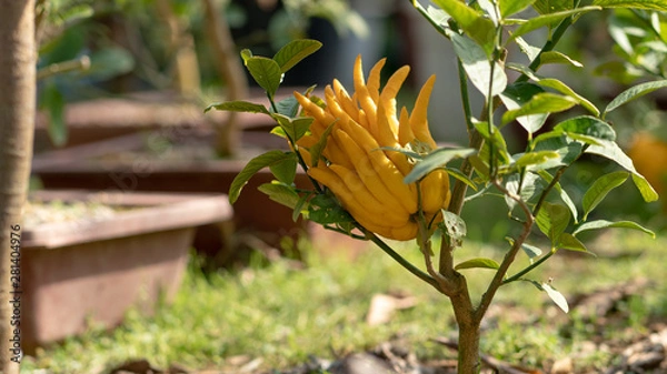 Obraz Yellow nutritious Buddha's hand