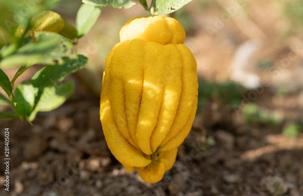 Obraz Yellow nutritious Buddha's hand