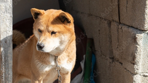 Obraz Jindo dog, a cute native dog in Korea