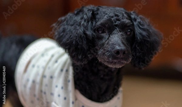 Obraz A dog lying on its stomach, a black poodle.
