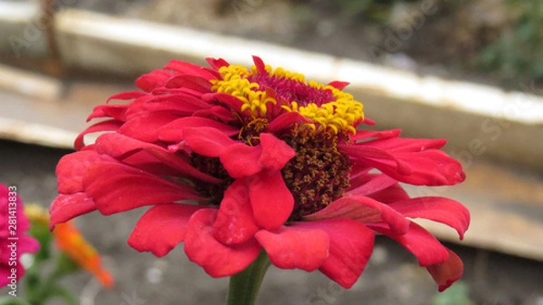 Fototapeta Zinnia flowers in summer flower bed