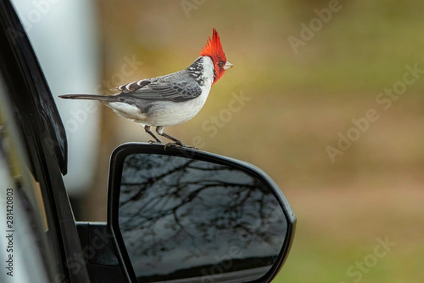 Fototapeta Red-crested cardinal on top of a mirror of a car