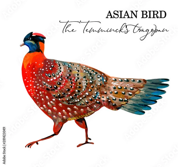 Fototapeta Hand-painrted red white-spotted Temminck's tragopan on a white background