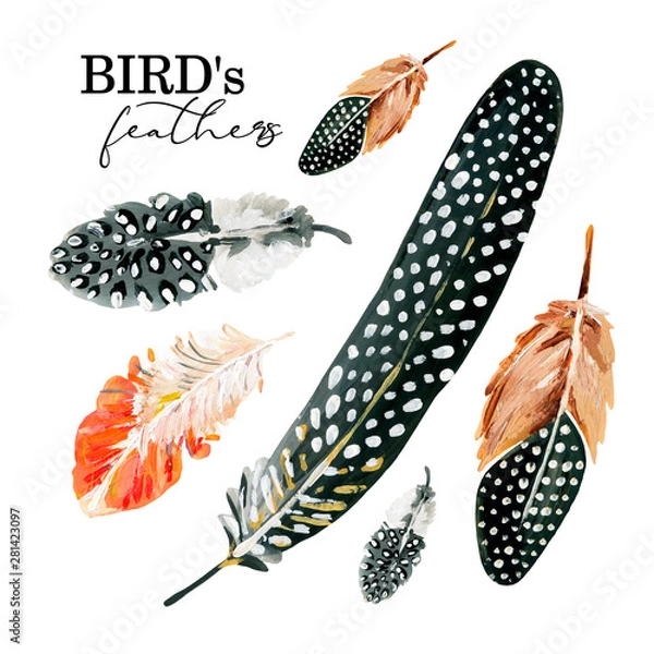 Fototapeta Hand-painted black and white spotted feathers and red adn white feathers set