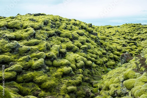 Fototapeta Lava fields moss covered in Skaftareldahraun, Iceland