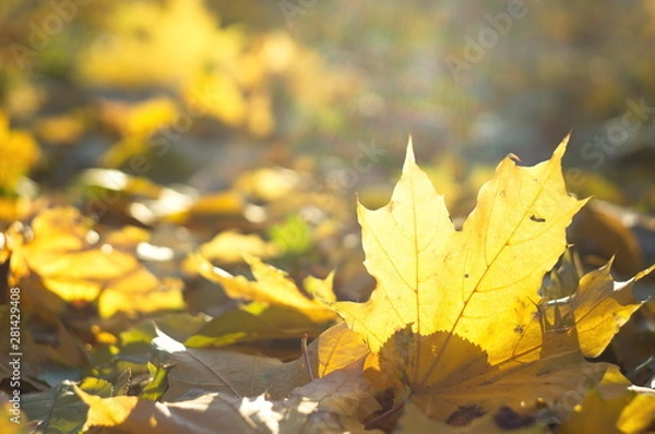 Fototapeta Beautiful autumn background for web design. Wallpaper. Nature.