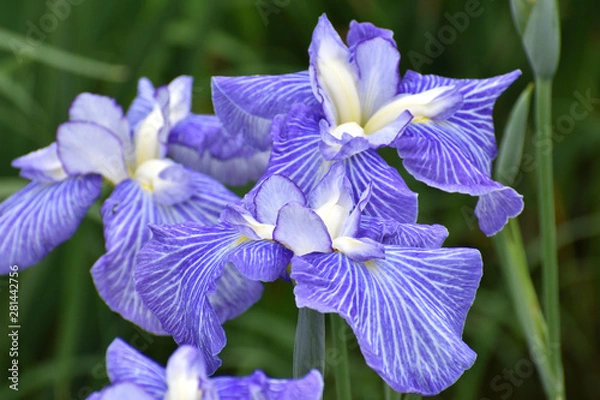 Obraz ハナショウブ