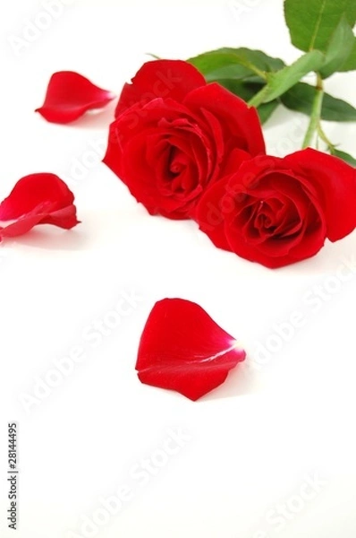 Fototapeta 赤いバラと花びら　