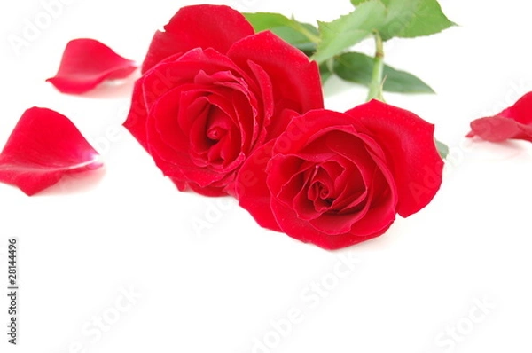 Fototapeta 赤いバラと花びら　