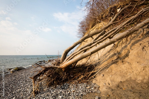 Obraz Totholz an der Küste, Nationalpark Jasmund, UNESCO-Weltnaturerbe, Insel Rügen, Mecklenburg-Vorpommern, Deutschland
