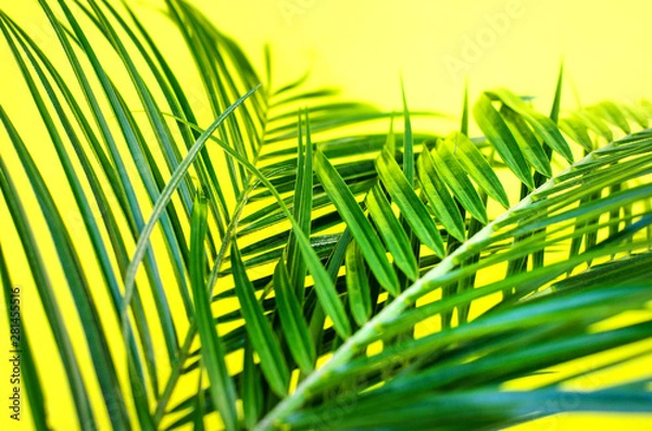 Obraz Tropical background with two palm branches and selective focus.