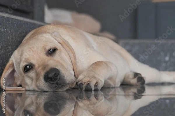 Obraz Labrador puppy fawn color indoors. Labrador puppy lies on a gray granite tile on the background of the fireplace. Young four-month 