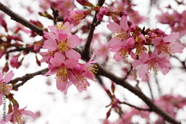 Fototapeta 長徳寺のオカメ桜