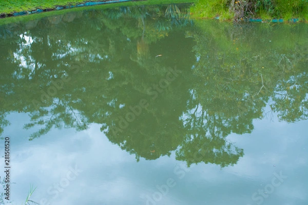 Fototapeta Reflection in the lake water of trees, plants and the blue sky.