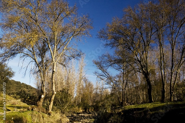 Obraz poplar forest in winter landscape with leafless trees and intense blue sky