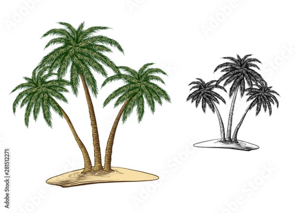 Fototapeta Hand drawn sketch of palm trees in color, isolated on white background. Detailed vintage style drawing. Vector illustration