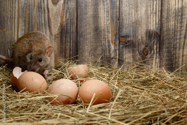 Obraz Close-up wild rat (Rattus norvegicus)  lurk near eggs in the chicken coop. Concept of rodent control  with copy space or text on right area.