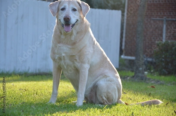 Obraz Sitting yellow lab