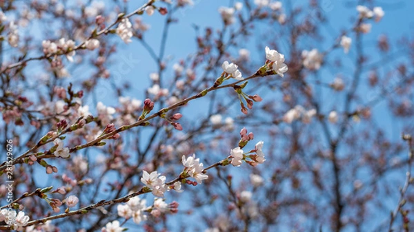 Obraz On a warm spring day, blue sky and cherry blossoms