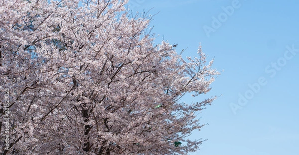 Obraz On a warm spring day, blue sky and cherry blossoms