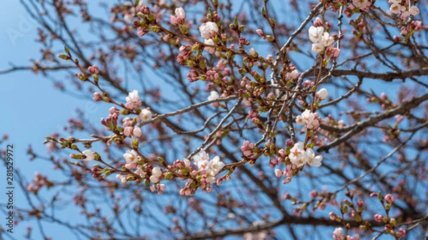 Obraz On a warm spring day, blue sky and cherry blossoms