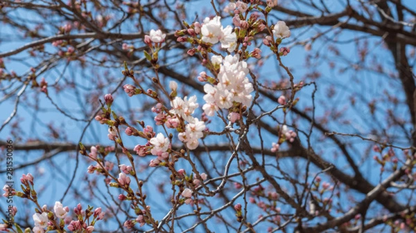 Obraz On a warm spring day, blue sky and cherry blossoms