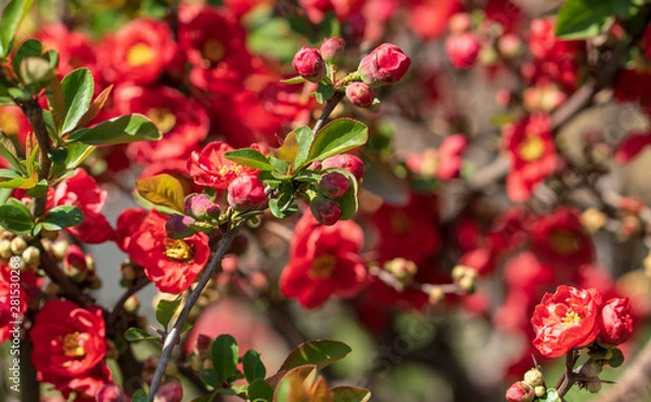 Obraz Beautiful red plum blossoms in warm spring.