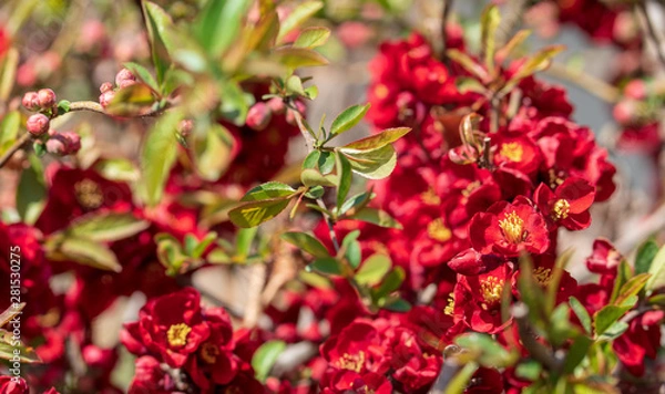 Obraz Beautiful red plum blossoms in warm spring.