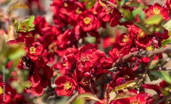 Obraz Beautiful red plum blossoms in warm spring.
