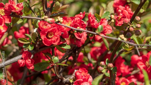 Obraz Beautiful red plum blossoms in warm spring.