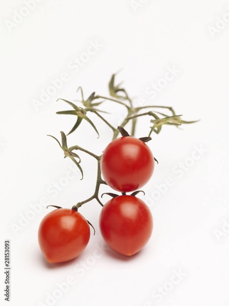 Obraz Tomate