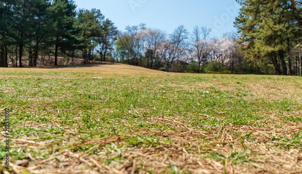 Obraz a green grass park view