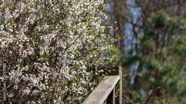 Obraz The light pink flowers that bloom in spring are cherry blossoms