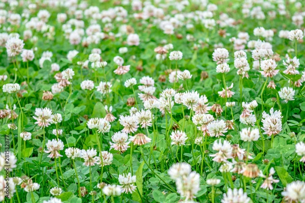 Fototapeta White clover aka Trifolium repens in grass on summer meadow. Shamrock flower