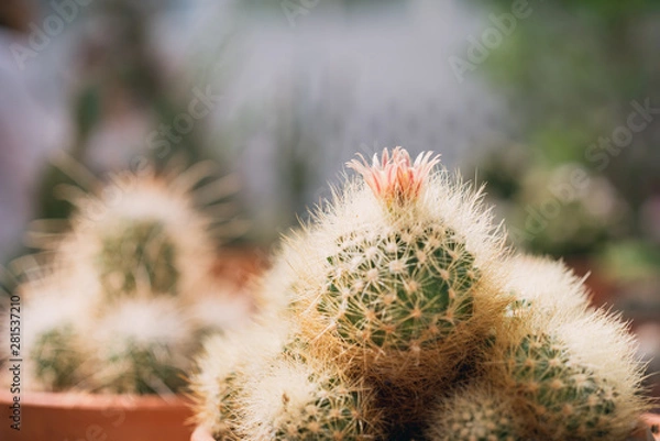 Obraz cactus flowers
