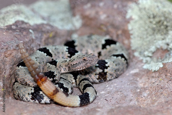 Obraz Crotalus lepidus klauberi
