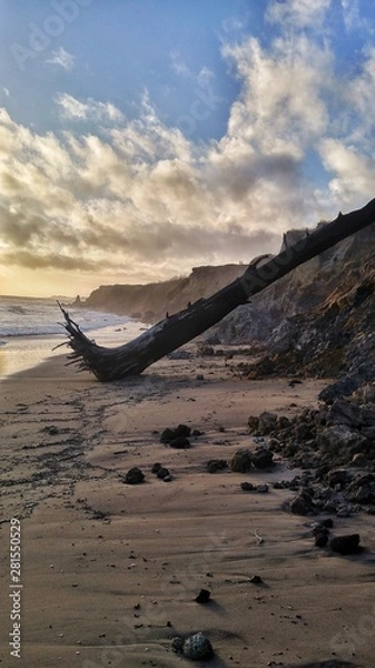 Fototapeta tree on the beach