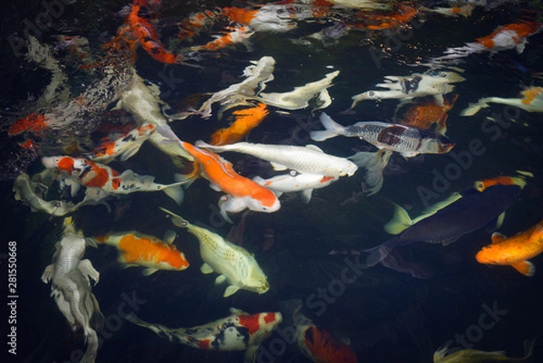 Obraz Colorful fancy koi fish on the surface water - beautiful fish carp swimming in the pond garden enjoy feed food floating