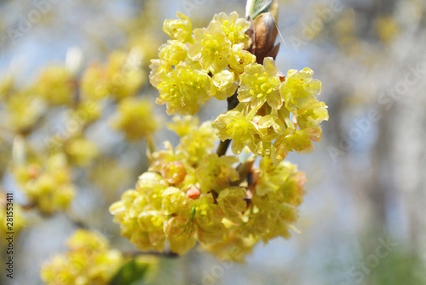 Obraz オオバクロモジ