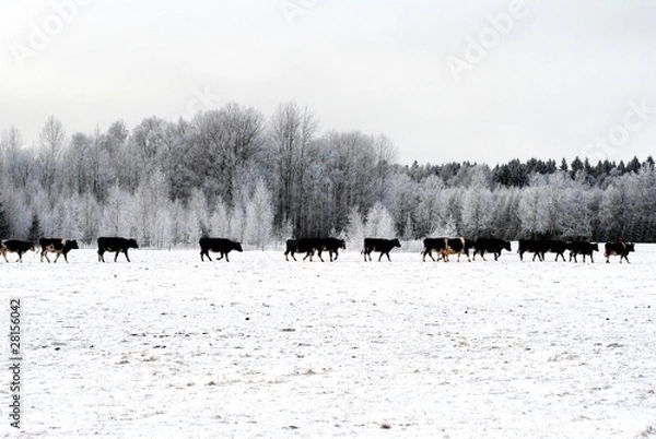Fototapeta schwarz weisser Horizont