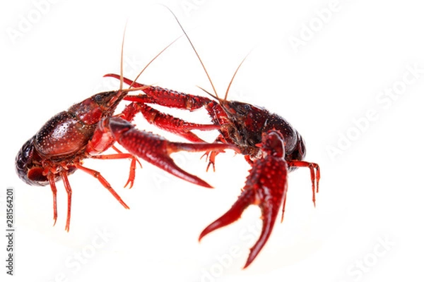 Fototapeta Crayfish